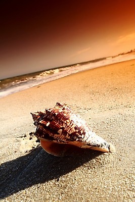 포토 JPG 해외이미지 동물 모래 파도 바다 섬 여행 백그라운드 컨셉 자연 하늘 휴가 조개 휴식 멕시코 손바닥 풍경 사람없음 초록색 물 여름 컬러풀 여행객 일몰 껍질 흰색 만 서핑 산호 휴양지 석호 내추럴 완벽 이국적 파라다이스 해외202004 해외202105 해외포토 자연요소 손 계절 컬러 북아메리카 어패류 사람 노을 장소 수상스포츠 자포동물 생태계 파일형식