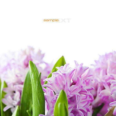 포토 JPG 해외이미지 잎 실내 근접촬영 타이포그라피 사람없음 아웃포커스 흰배경 원예 히아신스 카피스페이스 해외202004 해외포토 식물 문자 꽃 뷰포인트 백그라운드 촬영기법 취미 내부 공백 흰색 파일형식