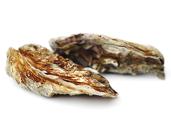 포토 JPG 해외이미지 식재료 실내 사람없음 굴 신선 흰배경 해외202004 해외202105 해외포토 백그라운드 어패류 내부 흰색 파일형식