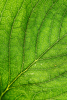 포토 JPG 해외이미지 나무 식물 줄기 백그라운드 잎 꽃무늬 패턴 자연 추상 사람없음 초록색 여름 빛 노란색 환경 정원 봄 활발 성장 투명 칼날 천 순수 유기농 원예 질감 생물학 지역 정맥 내추럴 진행 고립 해외202004 해외202105 해외포토 웰빙 계절 교육 꽃 컬러 컨셉 무늬 취미 직물 생태계 혈관 파일형식