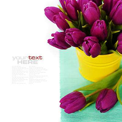 포토 JPG 해외이미지 사람없음 튤립 식탁보 흰배경 카피스페이스 해외202004 해외포토 꽃 백그라운드 공백 흰색 파일형식