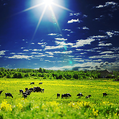 포토 JPG 해외이미지 동물 구름 밭 농업 포유류 자연 하늘 스테이크 서기 풍경 초원 사람없음 야외 초록색 여름 파란색 햇빛 농장 농경지 우주 환경 맑음 검은색 가축 목장 소고기 우유 시골 신선 소 닫기 군중 농부 가죽 땅 언덕 귀 스카이라인 밭일 서쪽 찰과상 목가 해외202004 해외202105 해외포토 자연요소 직업 계절 산업 컬러 모션 날씨 유제품 서양음식 육류 사람 신체부위 태양 상처 방향 생태계 파일형식