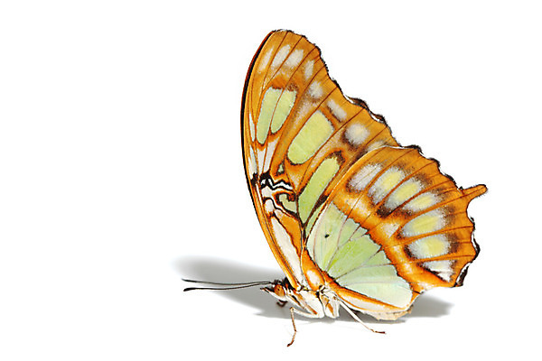 포토 JPG 해외이미지 나비 곤충 잎 자연 풍경 사람없음 내추럴 강렬 해외202004 해외202105 해외포토 식물 동물 생태계 파일형식