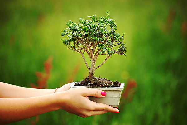 포토 JPG 해외이미지 나무 식물 손 디자인 꽃 지구 백그라운드 잎 자연 새로움 동양인 취미 사람없음 목재 장식 초록색 컬러풀 일본 검은색 흙 미니어처 자유 성장 흰색 나뭇가지 냄비 작음 컨테이너 원예 뿌리 상록수 망사 리빙 분재 미니 옛날 해외202004 해외202105 해외포토 산업 아시아 컬러 컨셉 재료 인종 신체부위 모형 직물 솥 크기 생태계 파일형식