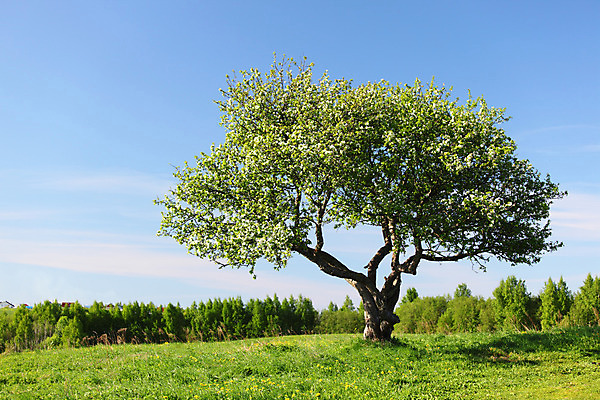 포토 JPG 해외이미지 나무 식물 구름 1 계절 지구 백그라운드 잎 밭 자연 하늘 날씨 풍경 초원 사람없음 목재 초록색 여름 파란색 농장 환경 봄 자유 성장 나뭇가지 전원 시골 고독 큼 땅 언덕 싱글 장면 내추럴 옛날 혼자 수평선 해외202004 해외202105 해외포토 자연요소 감정 컬러 컨셉 농업 재료 전기에너지 크기 생태계 파일형식