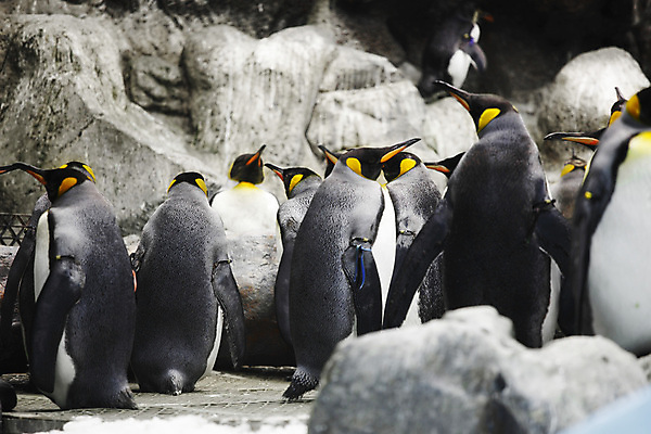 포토 JPG 해외이미지 동물 야생동물 바다 포즈 겨울 자연 조류 동물원 성인 사람없음 세로 얼음 검은색 수영 산책 추위 흰색 남극 북극 펭귄 부리 봉 남쪽 대가리 식민지 이국적 해외202004 해외202105 해외포토 자연요소 계절 컬러 휴식 사람 수상스포츠 극지방 방향 생태계 파일형식