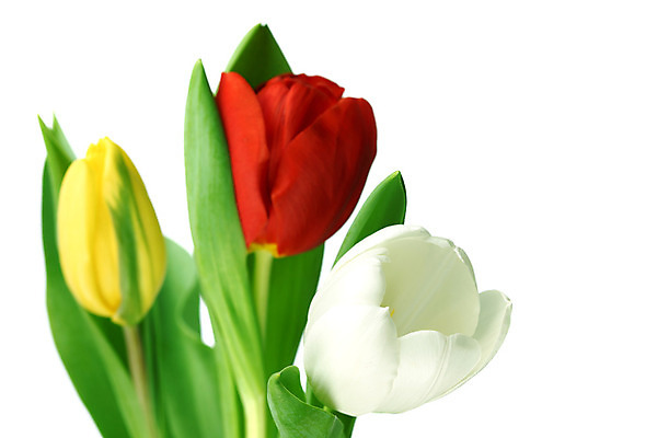 포토 JPG 해외이미지 식물 기념일 꽃잎 꽃 줄기 꽃다발 백그라운드 컨셉 꽃무늬 자연 휴가 부활절 기념 발렌타인데이 선물 사랑 사람없음 장식 빨간색 초록색 컬러풀 노란색 우주 봄 낭만 튤립 벚꽃 축하 인사 신선 신용카드 클래식 우아함 다발 배열 꽃집 묘사 내추럴 고립 칭찬 해외202004 해외202105 해외포토 계절 감정 컬러 무늬 데이이벤트 이벤트 금융 상점 예절 생태계 파일형식