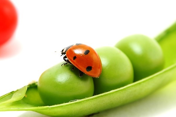 포토 JPG 해외이미지 식물 열매 곤충 과일 자연 사람없음 벌레 작음 완두콩 무당벌레 해외202004 해외202105 해외포토 동물 콩 크기 생태계 파일형식