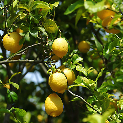 포토 JPG 해외이미지 나무 식물 음식 백그라운드 잎 밭 농업 과일 자연 귤 매달리기 건강 사람없음 초록색 물 농작물 햇빛 농장 노란색 우주 맑음 주스 수확 성장 나뭇가지 신선 소프트포커스 숲 다발 지중해 레몬 가득함 유기농 보케 라임 내추럴 블러 숙성 많음 카피스페이스 해외202004 해외202105 레몬나무 해외포토 자연요소 웰빙 산업 음료 바다 컬러 컨셉 모션 날씨 촬영기법 태양 공백 생태계 파일형식