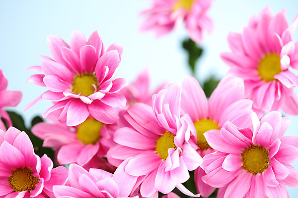 포토 JPG 해외이미지 식물 꽃 분홍색 결혼 추상 국화 사람없음 벚꽃 생일 카피스페이스 해외202004 해외202105 해외포토 기념일 컬러 무늬 이벤트 공백 파일형식