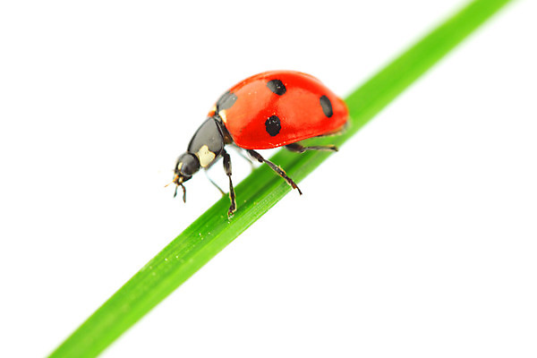 포토 JPG 해외이미지 식물 야생동물 곤충 잎 자연 초원 사람없음 벌레 소프트포커스 작음 무당벌레 내추럴 해외202004 해외202105 해외포토 동물 촬영기법 크기 생태계 파일형식