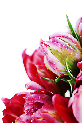 포토 JPG 해외이미지 꽃다발 실내 근접촬영 사람없음 튤립 물방울 흰배경 카피스페이스 해외202004 해외포토 꽃 뷰포인트 백그라운드 내부 공백 흰색 파일형식