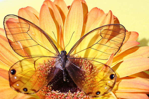 포토 JPG 해외이미지 식물 한마리 나비 곤충 자연 사람없음 야외 투명 흰배경 데이지 거베라 내추럴 해외202004 해외202105 해외포토 동물 1 꽃 백그라운드 흰색 생태계 파일형식