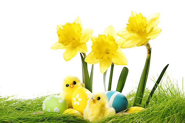 포토 JPG 해외이미지 디자인 꽃 백그라운드 컨셉 자연 휴가 부활절 병아리 사람없음 장식 초록색 노란색 계란 치킨 봄 흰색 축하 신용카드 그리기 작음 수선화 고립 카피스페이스 해외202004 해외202105 해외포토 식물 계절 기념일 컬러 모션 조류 금융 알 공백 크기 생태계 닭고기요리 파일형식