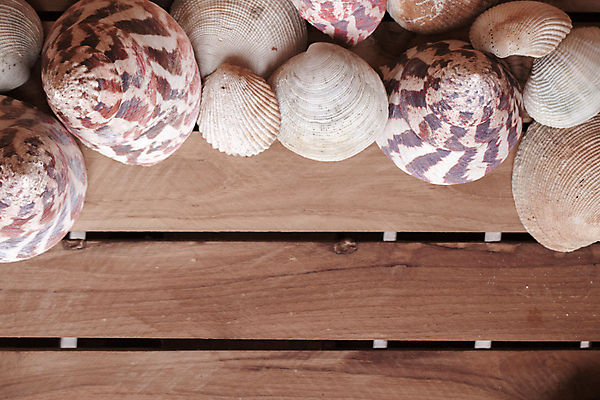 포토 JPG 해외이미지 디자인 별 바다 여행 백그라운드 컨셉 텍스트 휴가 조개 불가사리 프레임 사람없음 목재 장식 껍질 신용카드 널 오브젝트 질감 내추럴 카피스페이스 국경 해외202004 해외202105 해외포토 자연요소 나무 재료 어패류 극피동물 금융 공백 파일형식