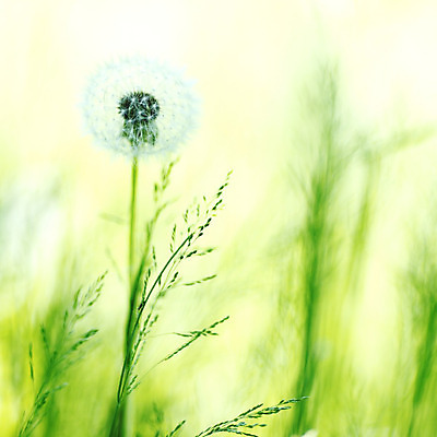 포토 JPG 해외이미지 식물 꽃 백그라운드 자연 사람없음 초록색 빛 햇빛 맑음 봄 벚꽃 흰색 민들레 묘사 부드러움 솜털 취급주의 해외202004 해외202105 해외포토 계절 컬러 날씨 경고 태양 감각 생태계 파일형식