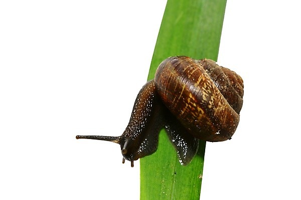 포토 JPG 해외이미지 야생동물 자연 사람없음 야외 달팽이 느림 기어가기 해외202004 해외202105 해외포토 동물 모션 연체동물 생태계 파일형식