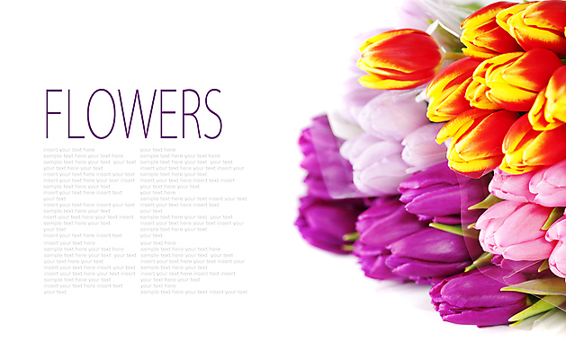포토 JPG 해외이미지 꽃다발 실내 타이포그라피 사람없음 튤립 흰배경 카피스페이스 해외202004 해외포토 문자 꽃 백그라운드 내부 공백 흰색 파일형식