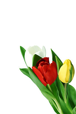 포토 JPG 해외이미지 식물 기념일 꽃잎 꽃 줄기 꽃다발 백그라운드 컨셉 꽃무늬 자연 휴가 부활절 기념 발렌타인데이 선물 사랑 사람없음 장식 빨간색 초록색 컬러풀 노란색 우주 봄 낭만 튤립 벚꽃 축하 인사 신선 신용카드 클래식 우아함 다발 배열 꽃집 묘사 내추럴 고립 칭찬 해외202004 해외202105 해외포토 계절 감정 컬러 무늬 데이이벤트 이벤트 금융 상점 예절 생태계 파일형식