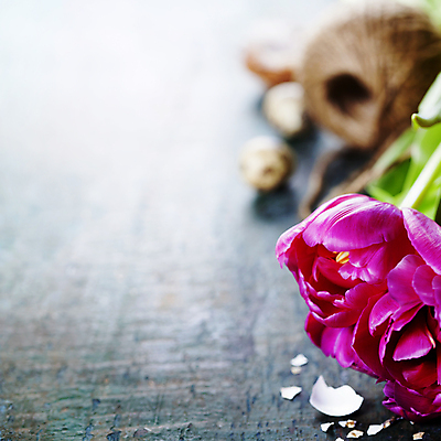 포토 JPG 해외이미지 부활절 실내 사람없음 튤립 노끈 메추리알 알껍데기 카피스페이스 해외202004 해외포토 기념일 꽃 줄 내부 알 공백 파일형식