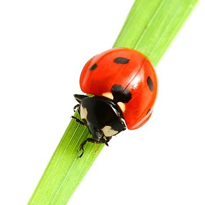 포토 JPG 해외이미지 식물 곤충 자연 사람없음 벌레 작음 무당벌레 내추럴 해외202004 해외202105 해외포토 동물 크기 생태계 파일형식