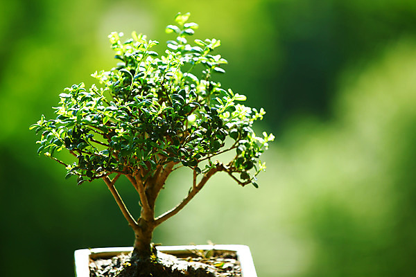 포토 JPG 해외이미지 나무 자연 사람없음 냄비 작음 원예 분재 해외202004 해외202105 해외포토 식물 취미 솥 크기 생태계 파일형식