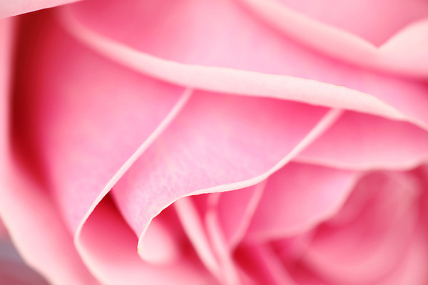 포토 JPG 해외이미지 식물 디자인 꽃잎 꽃 분홍색 백그라운드 꽃무늬 자연 추상 휴가 발렌타인데이 선물 사랑 사람없음 빨간색 물 빛 장미 정원 봄 낭만 벚꽃 흰색 신선 오픈 신용카드 화려 닫기 심볼 묘사 아로마 부드러움 내추럴 고립 특별함 파스텔톤 스타일 국경 해외202004 해외202105 해외포토 자연요소 계절 감정 컬러 컨셉 무늬 모션 데이이벤트 금융 감각 생태계 파일형식