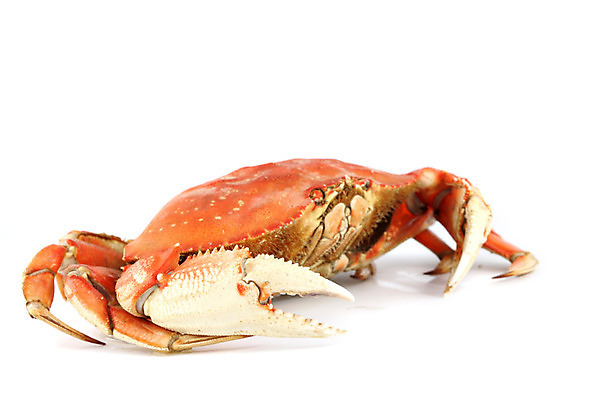 포토 JPG 해외이미지 사람없음 게 신선 해산물 흰배경 집게발 해외202004 해외202105 해외포토 백그라운드 갑각류 흰색 파일형식