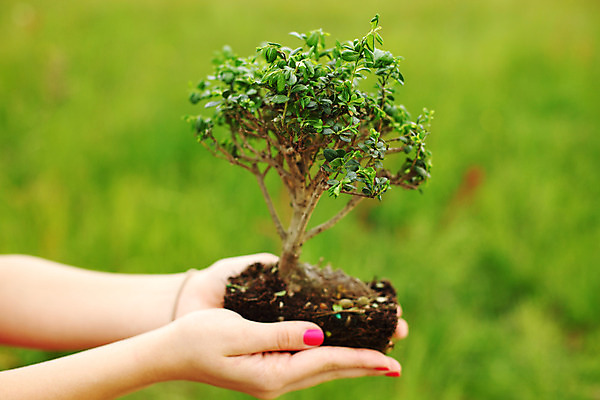 포토 JPG 해외이미지 나무 식물 손 디자인 꽃 지구 백그라운드 잎 자연 새로움 동양인 취미 사람없음 목재 장식 초록색 컬러풀 일본 검은색 흙 미니어처 자유 성장 흰색 나뭇가지 냄비 작음 컨테이너 원예 뿌리 상록수 망사 리빙 분재 미니 옛날 해외202004 해외202105 해외포토 산업 아시아 컬러 컨셉 재료 인종 신체부위 모형 직물 솥 크기 생태계 파일형식