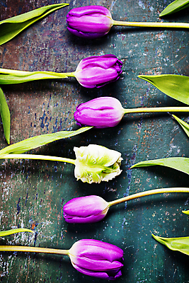 포토 JPG 해외이미지 잎 탁자 사람없음 튤립 파란배경 해외202004 해외포토 식물 꽃 가구 백그라운드 파란색 파일형식