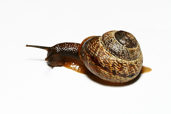 포토 JPG 해외이미지 야생동물 자연 사람없음 야외 달팽이 느림 기어가기 해외202004 해외202105 해외포토 동물 모션 연체동물 생태계 파일형식