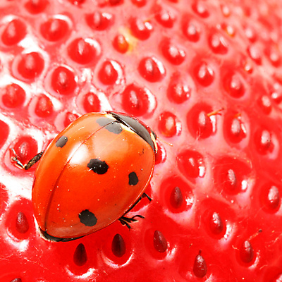 포토 JPG 해외이미지 식물 열매 곤충 과일 자연 딸기 사람없음 벌레 작음 무당벌레 해외202004 해외202105 해외포토 동물 크기 생태계 파일형식