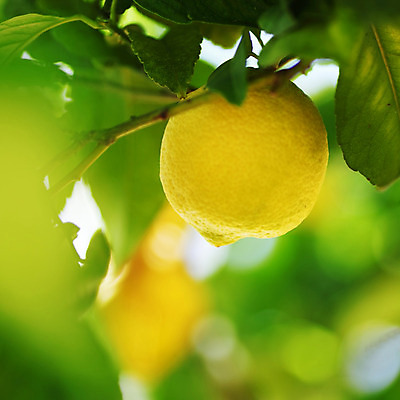 포토 JPG 해외이미지 나무 식물 음식 백그라운드 잎 밭 농업 과일 자연 귤 매달리기 건강 사람없음 초록색 물 농작물 햇빛 농장 노란색 우주 맑음 주스 수확 성장 나뭇가지 신선 소프트포커스 숲 다발 지중해 레몬 가득함 유기농 보케 라임 내추럴 블러 숙성 많음 카피스페이스 해외202004 해외202105 레몬나무 해외포토 자연요소 웰빙 산업 음료 바다 컬러 컨셉 모션 날씨 촬영기법 태양 공백 생태계 파일형식