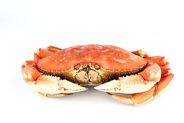 포토 JPG 해외이미지 사람없음 게 신선 해산물 흰배경 집게발 해외202004 해외202105 해외포토 백그라운드 갑각류 흰색 파일형식