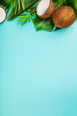 포토 JPG 해외이미지 사람없음 파란배경 코코넛 몬스테라 열대잎 카피스페이스 해외202004 해외포토 식물 백그라운드 잎 과일 파란색 공백 파일형식