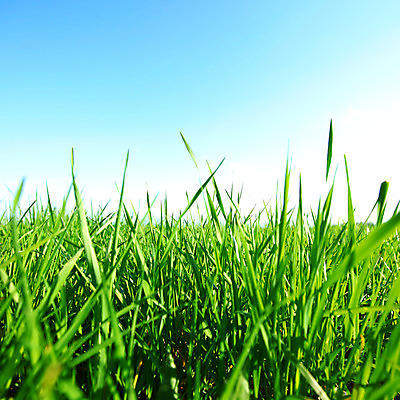 포토 JPG 해외이미지 나무 식물 구름 계절 지구 백그라운드 밭 농업 자연 하늘 날씨 풍경 잔디 초원 사람없음 야외 초록색 여름 파란색 빛 햇빛 태양 농장 환경 침묵 봄 활발 광선 흰색 전원 시골 신선 뜨거움 땅 질감 장면 내추럴 넘어짐 평야 수평선 해외202004 해외202105 해외포토 자연요소 산업 컬러 컨셉 모션 소리 전기에너지 생태계 파일형식