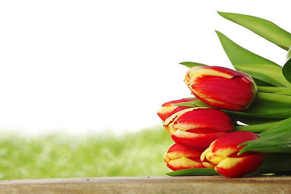 포토 JPG 해외이미지 꽃 꽃다발 백그라운드 잎 탁자 부활절 발렌타인데이 선물 사람없음 목재 장식 빨간색 초록색 컬러풀 노란색 봄 튤립 벚꽃 흰색 신선 신용카드 다발 고립 해외202004 해외202105 해외포토 나무 식물 계절 기념일 컬러 가구 재료 데이이벤트 금융 파일형식