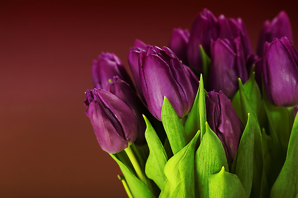 포토 JPG 해외이미지 꽃잎 사람없음 튤립 갈색배경 해외202004 해외포토 꽃 백그라운드 갈색 파일형식