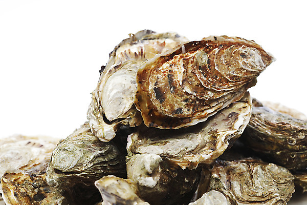 포토 JPG 해외이미지 식재료 실내 사람없음 쌓기 굴 신선 흰배경 해외202004 해외202105 해외포토 백그라운드 모션 어패류 내부 흰색 파일형식