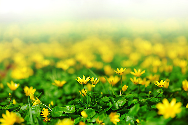 포토 JPG 해외이미지 식물 구름 계절 공원 꽃 백그라운드 잎 꽃무늬 밭 자연 날씨 부활절 발렌타인데이 풍경 사람없음 야외 빨간색 초록색 여름 빛 컬러풀 햇빛 농장 노란색 환경 정원 보라색 봄 벚꽃 축하 신선 닫기 숲 유기농 장면 내추럴 해외202004 해외202105 해외포토 자연요소 웰빙 공공시설 기념일 컬러 컨셉 무늬 농업 모션 데이이벤트 태양 생태계 파일형식