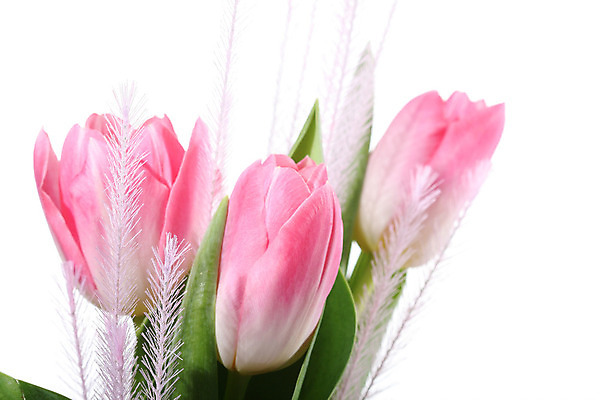 포토 JPG 해외이미지 식물 계절 꽃잎 꽃 리본 줄기 분홍색 꽃다발 백그라운드 잎 꽃무늬 자연 휴가 부활절 3 선물 이벤트 사람없음 장식 빨간색 초록색 파란색 컬러풀 노란색 봄 튤립 벚꽃 흰색 축하 신선 개화 4월 다발 심볼 내추럴 고립 해외202004 해외202105 해외포토 기념일 컬러 컨셉 무늬 날짜 생태계 파일형식