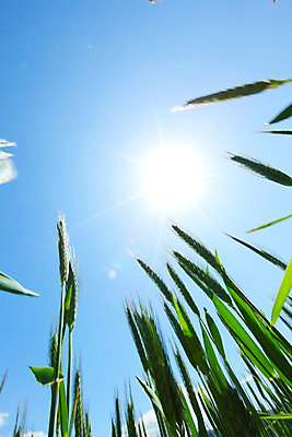 포토 JPG 해외이미지 식물 구름 꽃 빵 줄기 백그라운드 밭 농업 하늘 건조 건강 옥수수 씨앗 사람없음 여름 파란색 농작물 태양 농장 노란색 환경 맑음 식사 수확 시골 황금 농부 낟알 시리얼 밀 굽기 순수 알맹이 보리 귀 가치 밀짚 내추럴 밭일 숙성 캐모마일 호밀 해외202004 해외202105 해외포토 자연요소 직업 계절 산업 음식 컬러 컨셉 날씨 곡류 신체부위 짚 구이 허브 파일형식