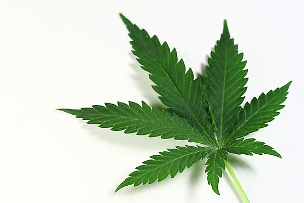 포토 JPG 해외이미지 식물 문화 백그라운드 잎 휴식 담배 사람없음 태양 농장 도시 잡초 삼 연기 약초 냄비 허브 딜러 중독 습관 나쁜 암스테르담 마약 밭일 불법 자메이카 흡연자 남용 중독자 대마초 마리화나 해외202004 해외202105 해외포토 자연요소 컨셉 북아메리카 농업 채소 흡연 풀_식물 범죄 솥 네덜란드 파일형식