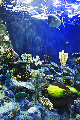 포토 JPG 해외이미지 동물 야생동물 바다 여행 백그라운드 자연 휴가 바닥 이집트 어류 사람없음 빨간색 물 파란색 컬러풀 환경 바닷속 수중 수영 활발 그룹 스노클링 산호 아래 다이빙 눈금 지느러미 암초 수족관 석호 깊이 소금물 식민지 아네모네 이국적 침몰 많음 해외202004 해외202105 해외포토 자연요소 꽃 컬러 컨셉 아프리카 수중동물 수상스포츠 자포동물 방향 생태계 위치 수중스포츠 파일형식