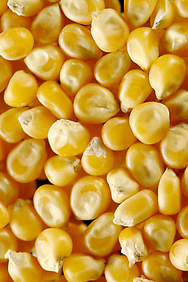 포토 JPG 해외이미지 식물 음식 백그라운드 농업 자연 건조 건강 옥수수 요리 씨앗 사람없음 농장 노란색 장비 기름 인도인 질감 생물학 알맹이 팝콘 작살 많음 해외202004 해외202105 해외포토 외국인 교육 산업 컬러 컨셉 곡류 동양인 생태계 파일형식