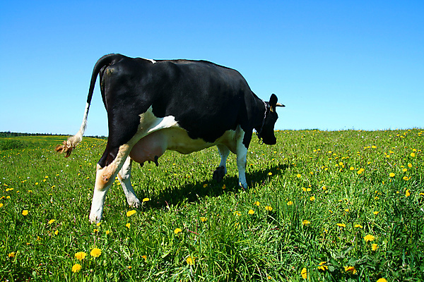 포토 JPG 해외이미지 동물 구름 밭 농업 포유류 자연 하늘 풍경 초원 사람없음 초록색 여름 파란색 햇빛 농장 농경지 마을 환경 맑음 가축 침묵 목장 우유 시골 소 양치기 군중 언덕 밭일 찰과상 목가 해외202004 해외202105 해외포토 자연요소 직업 계절 산업 컬러 날씨 유제품 사람 태양 소리 상처 생태계 파일형식