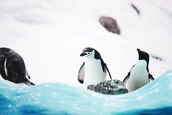 포토 JPG 해외이미지 동물 야생동물 파도 바다 포즈 겨울 자연 조류 동물원 성인 사람없음 세로 물 얼음 검은색 수영 산책 추위 흰색 남극 북극 펭귄 부리 봉 남쪽 대가리 식민지 이국적 해외202004 해외202105 해외포토 자연요소 계절 컬러 휴식 사람 수상스포츠 극지방 방향 생태계 파일형식