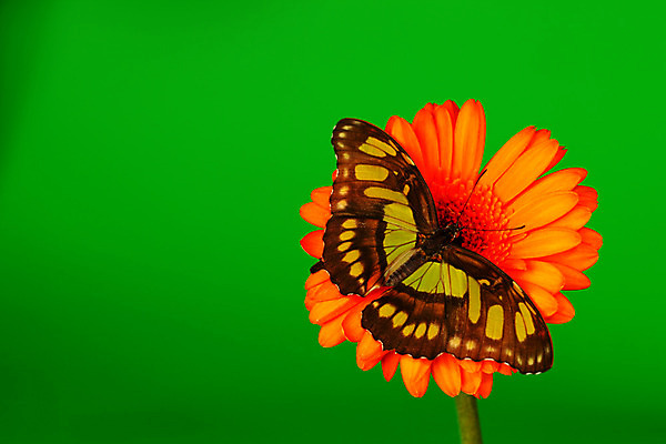 포토 JPG 해외이미지 식물 꽃잎 나비 곤충 잎 자연 사람없음 내추럴 해외202004 해외202105 해외포토 동물 꽃 생태계 파일형식