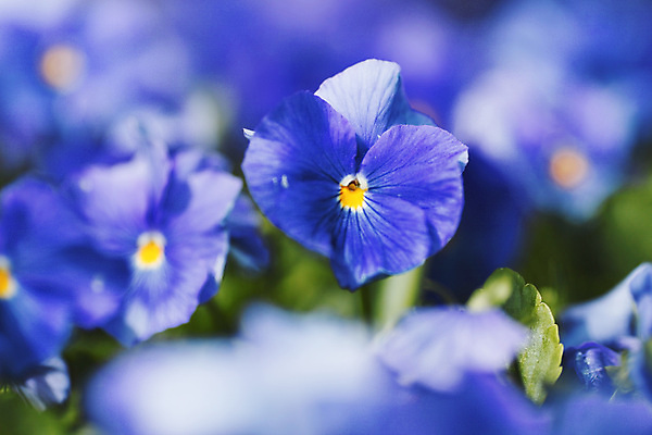 포토 JPG 해외이미지 식물 꽃 백그라운드 자연 사람없음 파란색 보라색 벚꽃 신선 개화 닫기 제비꽃 비올라 해외202004 해외202105 해외포토 컬러 모션 생태계 파일형식 찰현악기