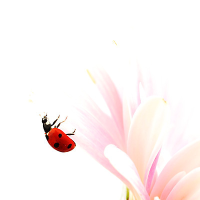 포토 JPG 해외이미지 식물 꽃잎 곤충 잎 자연 하늘 잔디 사람없음 야외 벌레 작음 데이지 무당벌레 해외202004 해외202105 해외포토 동물 꽃 크기 생태계 파일형식